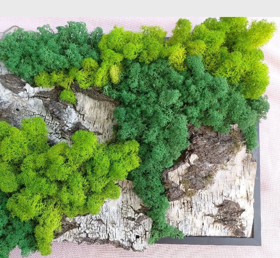 Moosbild, Moos Design Nachhaltig, Pflanzenwand, Wandbild, Ballenmoos, Pflanzenbild, echtes Moos, echtes Holz, Holzbild, Island Moos - Makrameelilifee