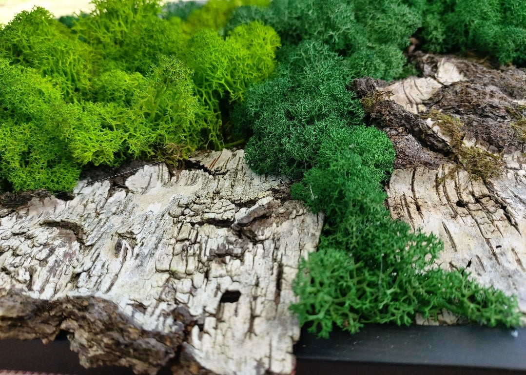 Moosbild, Moos Design Nachhaltig, Pflanzenwand, Wandbild, Ballenmoos, Pflanzenbild, echtes Moos, echtes Holz, Holzbild, Island Moos - Makrameelilifee